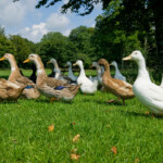 Local ducks at Harford Bridge Park